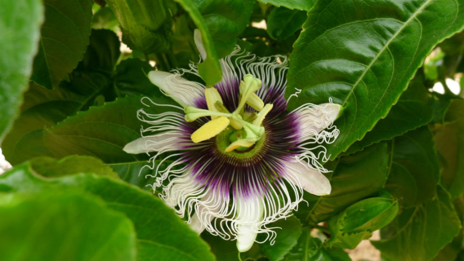 La flor de la pasión