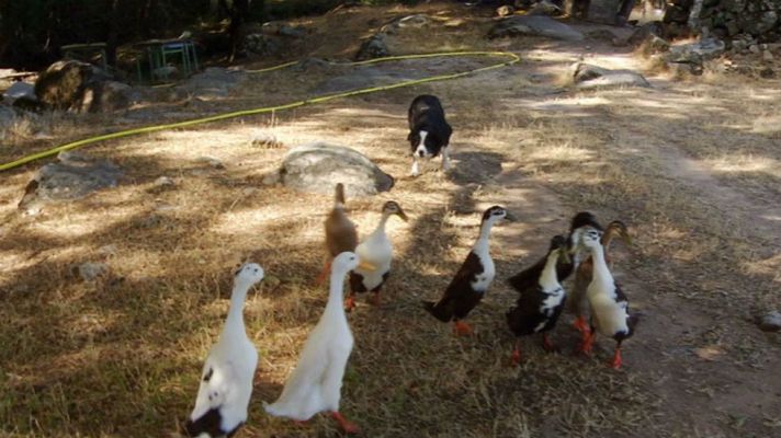 Aquí la Tierra - Cómo adiestrar a un perro