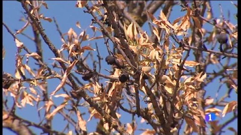 Informatiu Balear - 07/08/17