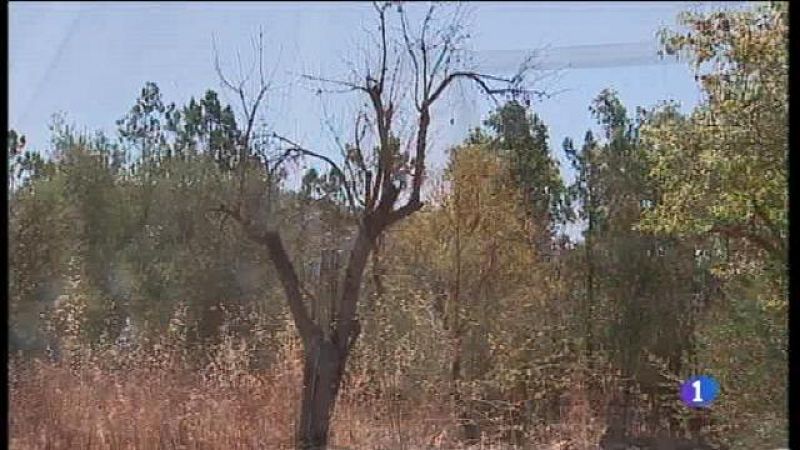 Els pagesos proposen conservar les varietats que semblen ser resistents a la Xylella