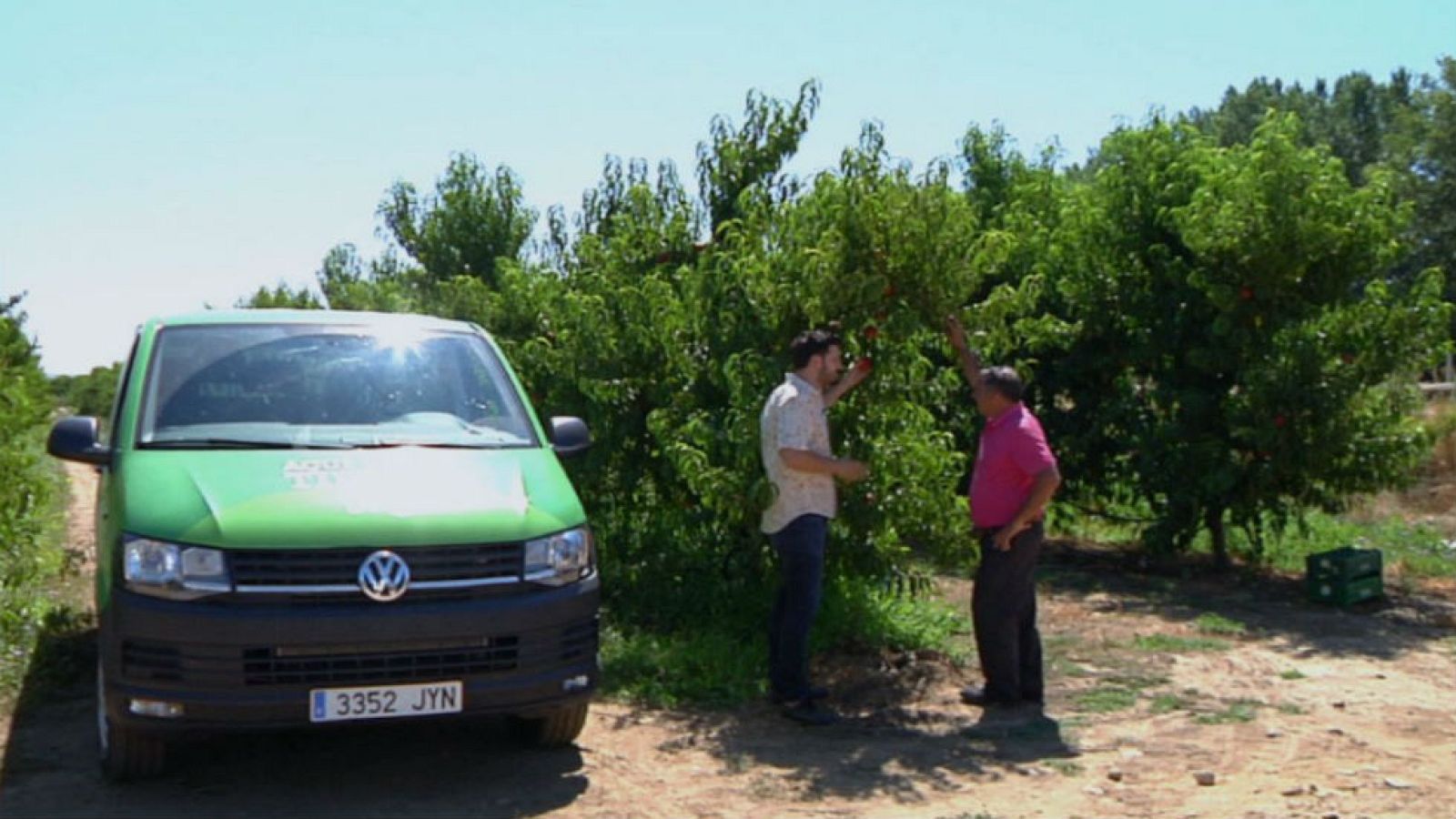 Melocotón de verano ¡y su familia!