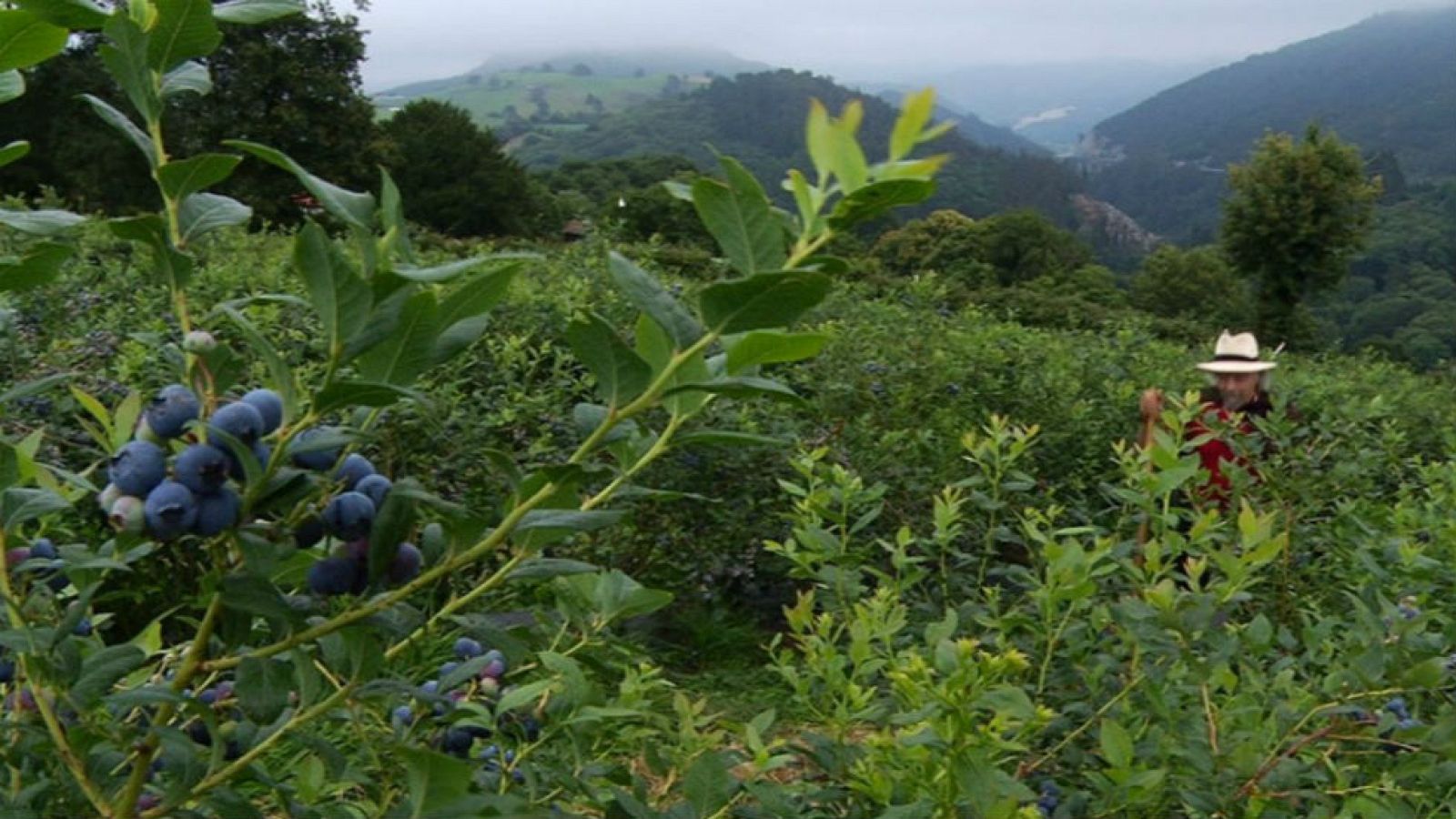 Arándanos, joya para la salud