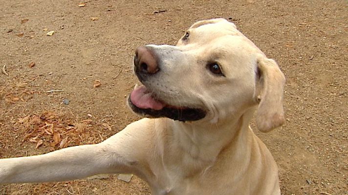 Telediario 1 - Se llama Blat y es capaz de detectar un cáncer con su olfato