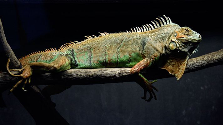 Informativo de Madrid - Informativo de Madrid 2 - 08/08/17