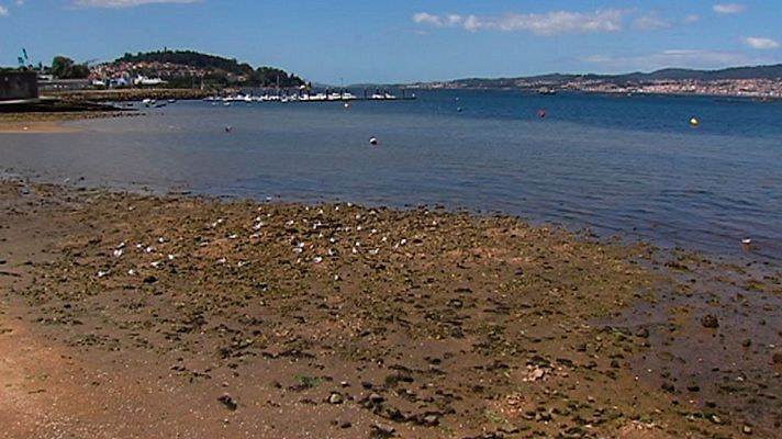 Telediario 1 - Una playa de Redondela, en Pontevedra, aparece como una de las más contaminadas de España