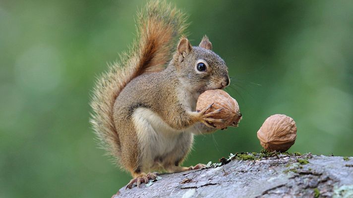 Grandes documentales - Super ardilla