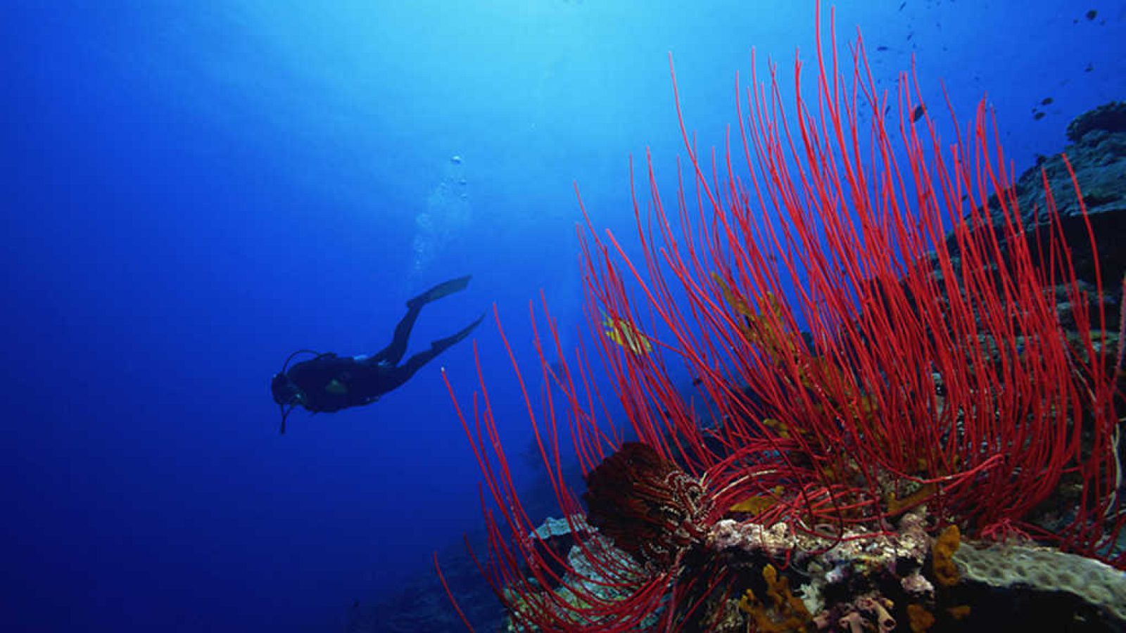 Grandes documentales - La ciudad submarina - ver ahora