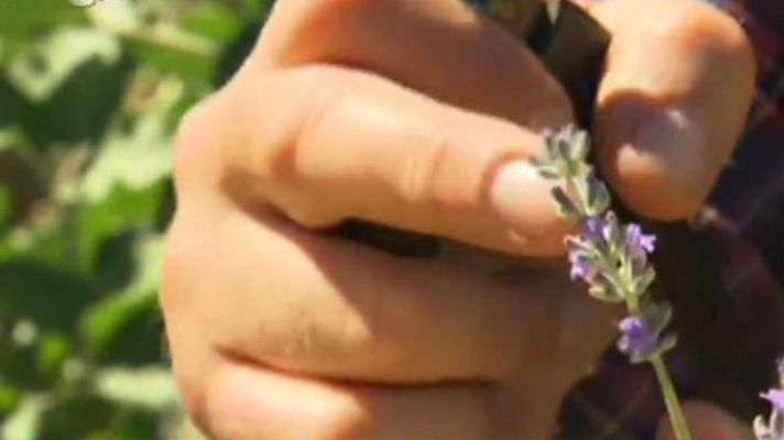 Aquí la Tierra - Nuestra huerta huele a lavanda