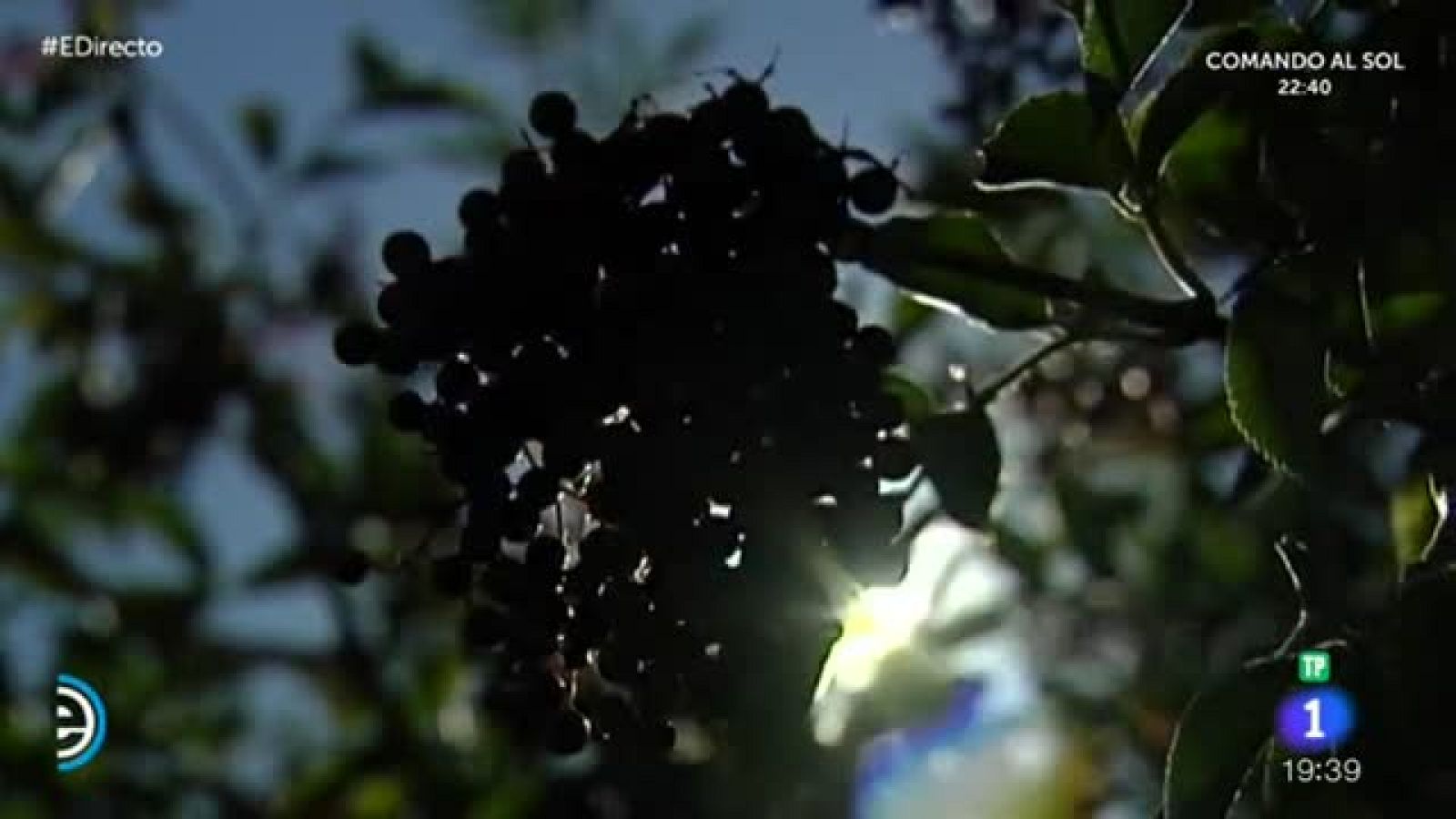 España Directo - Vilar de Santos, la recogida del saúco