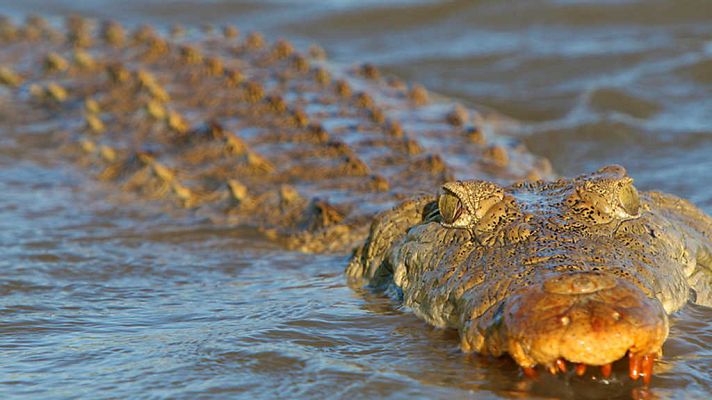 Grandes documentales - Cocodrilos: unos tiernos asesinos