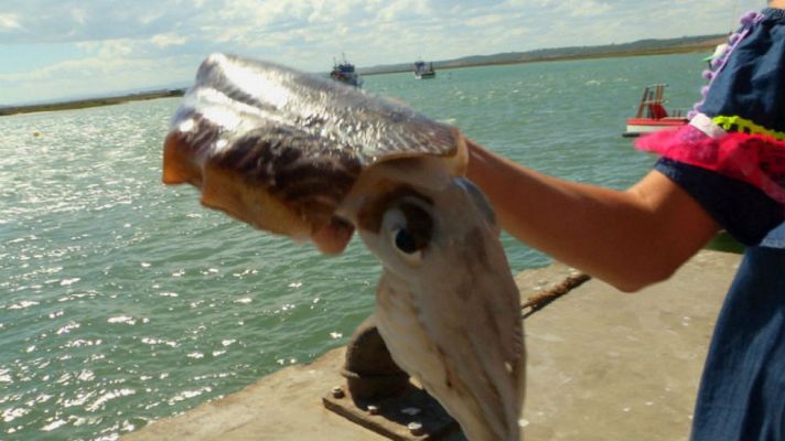 Aquí la Tierra - El camaleón del mar