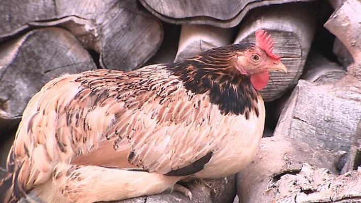 Somos DietaMediterránea - Agricultura sostenible