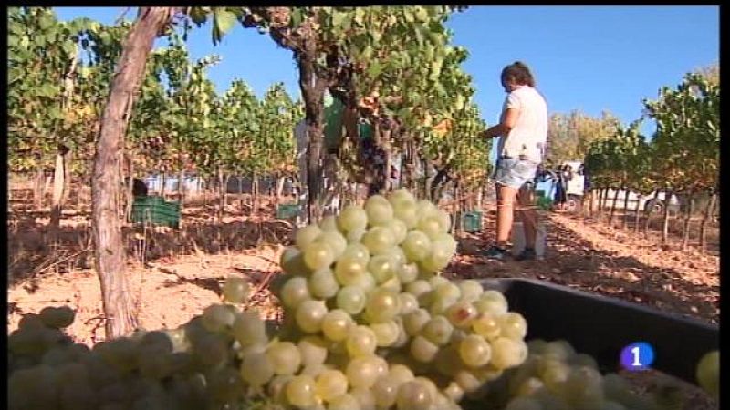 La verema ha començat enguany dues setmanes abans.