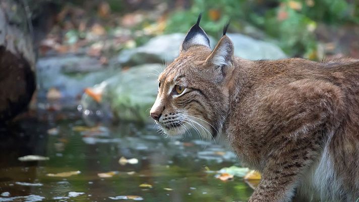 Grandes documentales - La Europa más salvaje: Ríos, lagos y océanos
