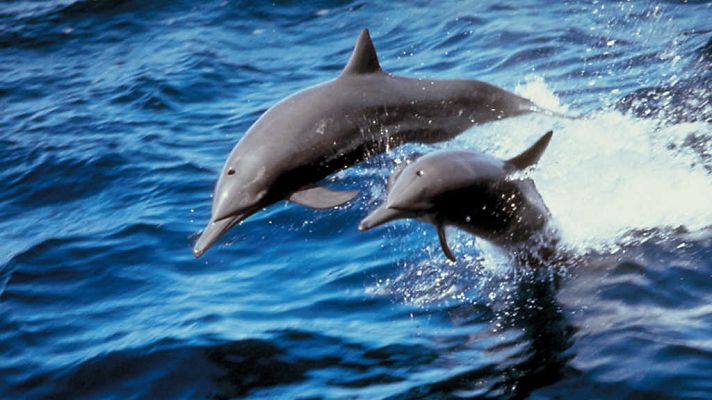 Grandes documentales - Delfines. Un espía en la manada. 2ª Parte (1)
