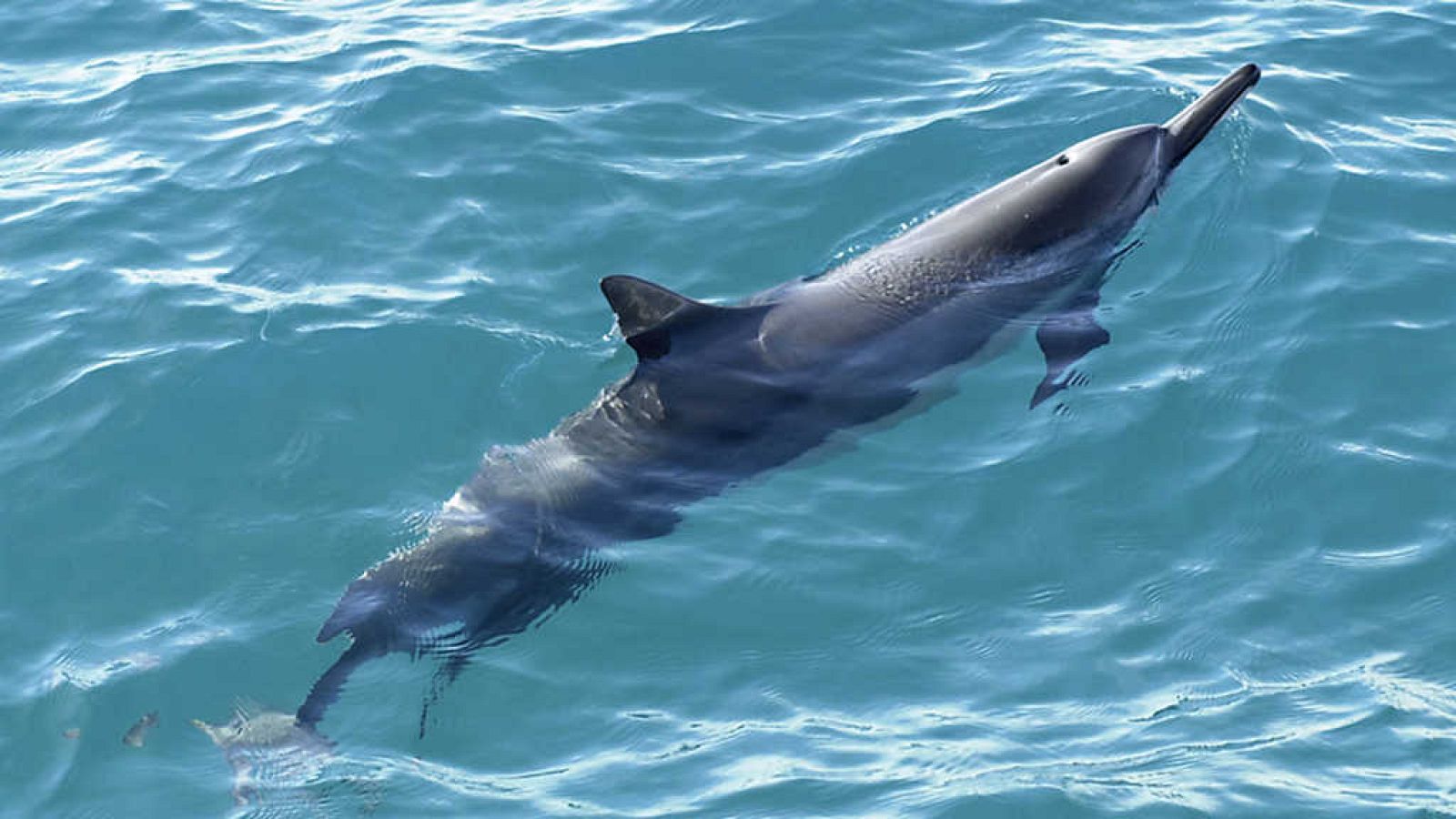 Grandes documentales - Delfines. Un espía en la manada. 2ª Parte (2) - ver ahora