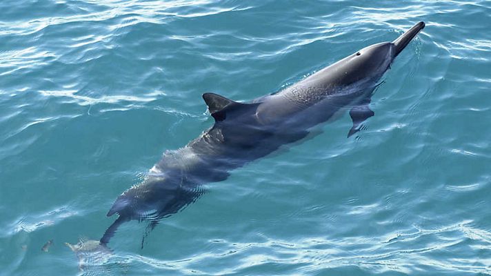 Grandes documentales - Delfines. Un espía en la manada. 2ª Parte (2)