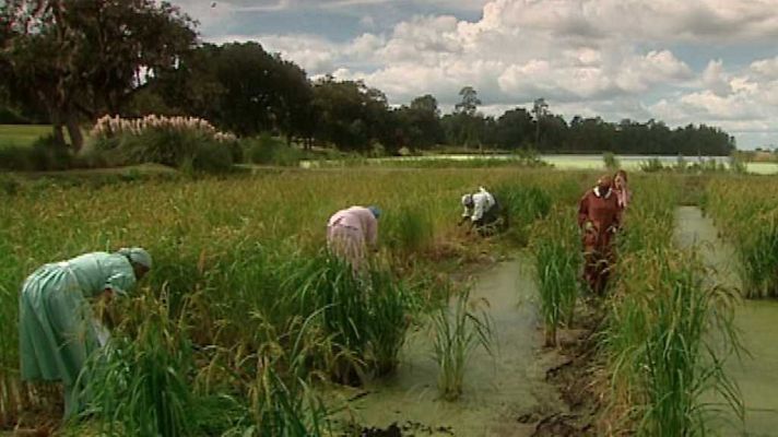 Otros documentales - Trotamundos: El comercio transatlántico de esclavos