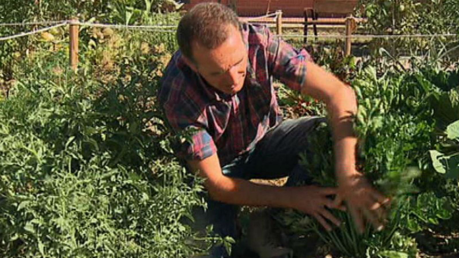 Apio: ha llegado para quedarse