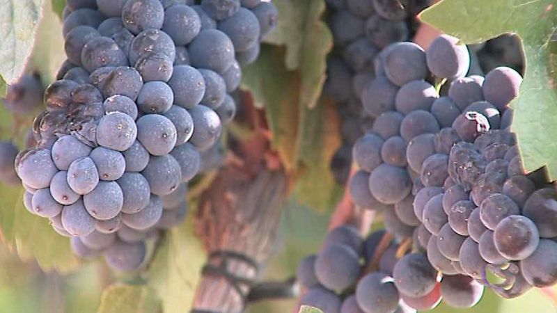 L'Informatiu - Comunitat Valenciana 2 - 17/08/17 - ver ahora