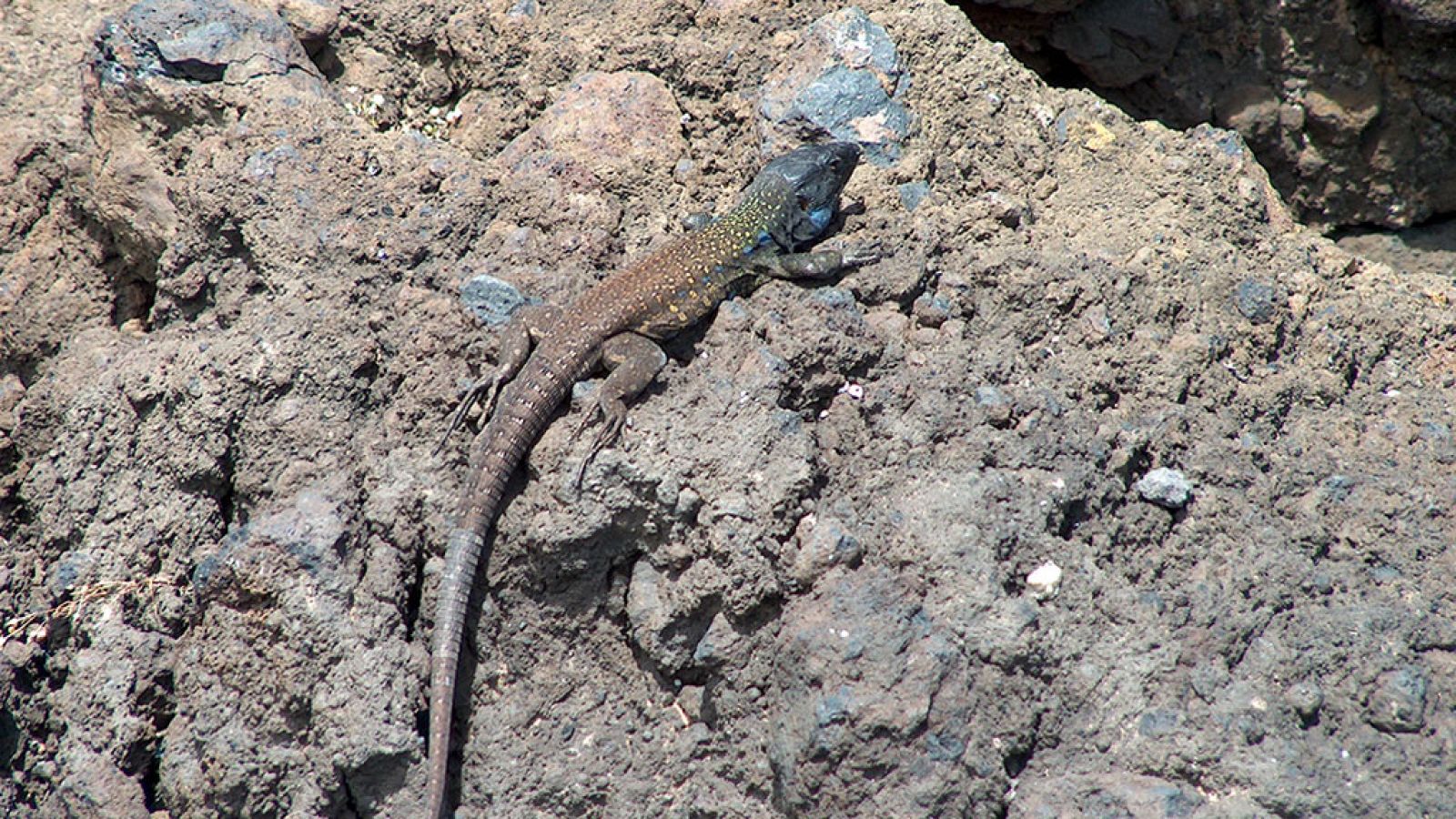 Grandes documentales - La Europa más salvaje: Tierras áridas - ver ahora