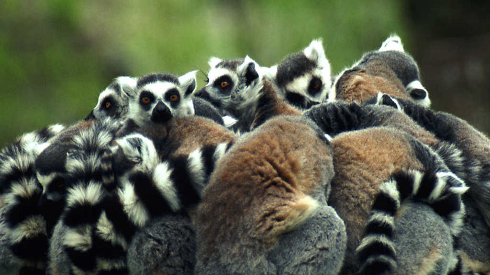 Otros documentales - Trotamundos: El planeta de los simios - ver ahora