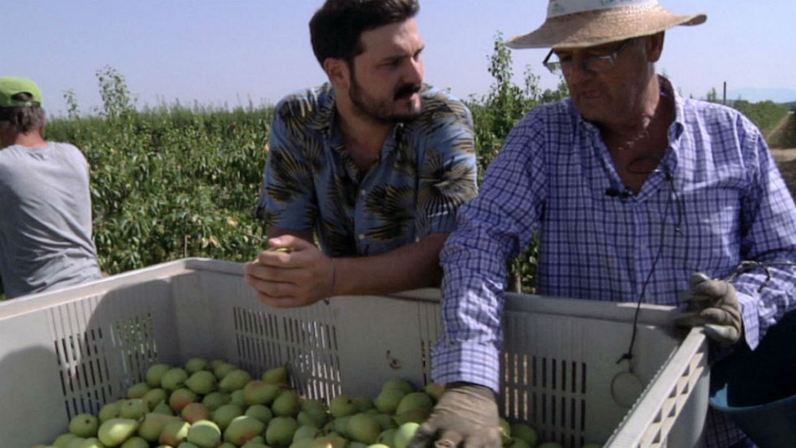 Campos de peras y sandías
