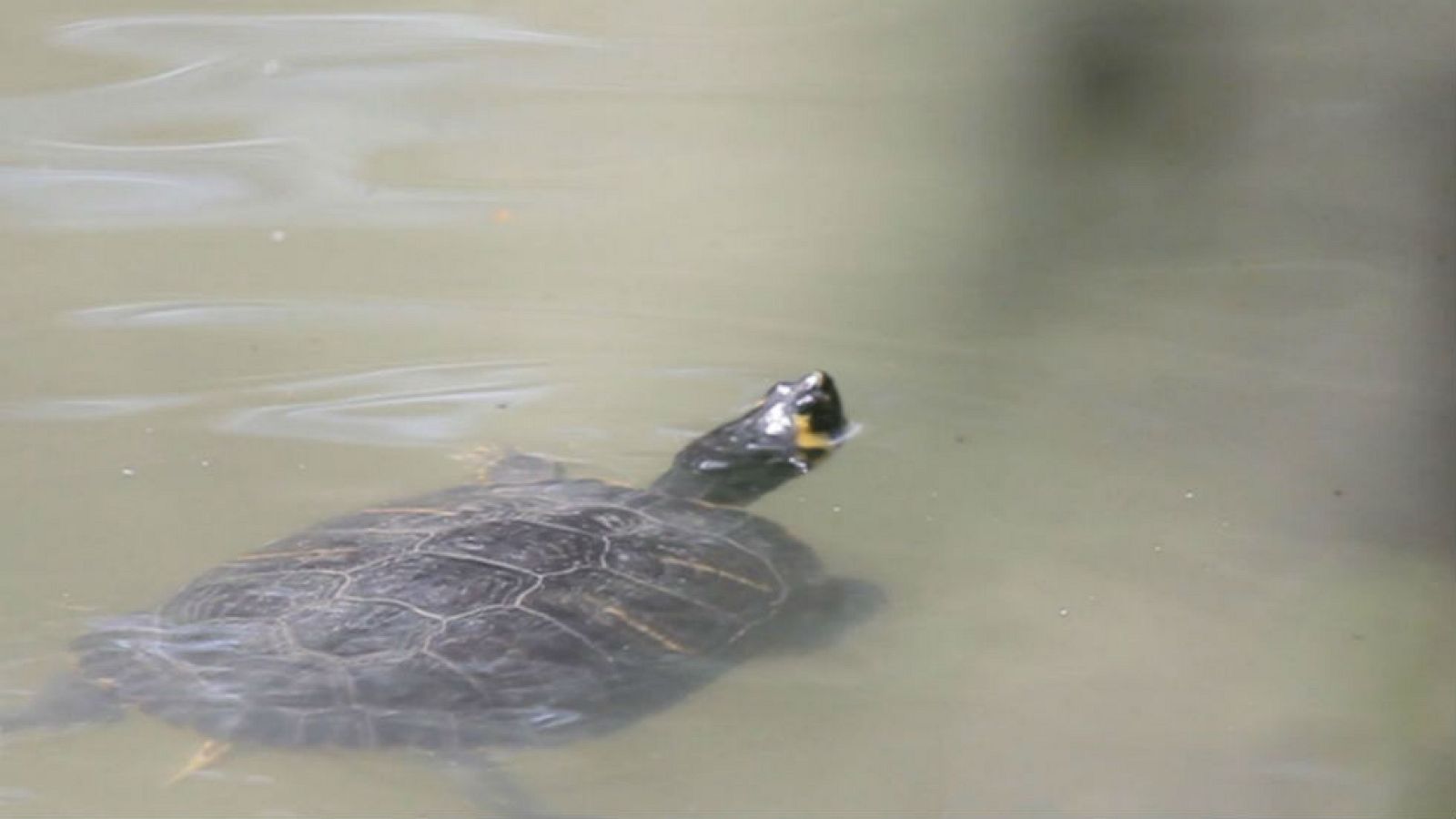 Galápagos en pleno Madrid