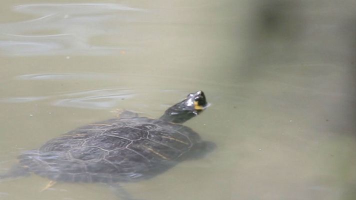Aquí la Tierra - Galápagos en pleno Madrid