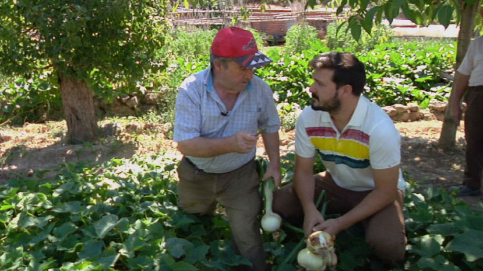 Trucos para huertos castigados