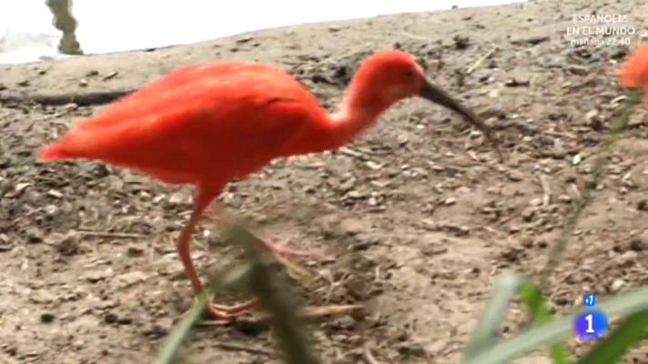 Comando Actualidad - Destinos donde perderse - Un zoo en casa