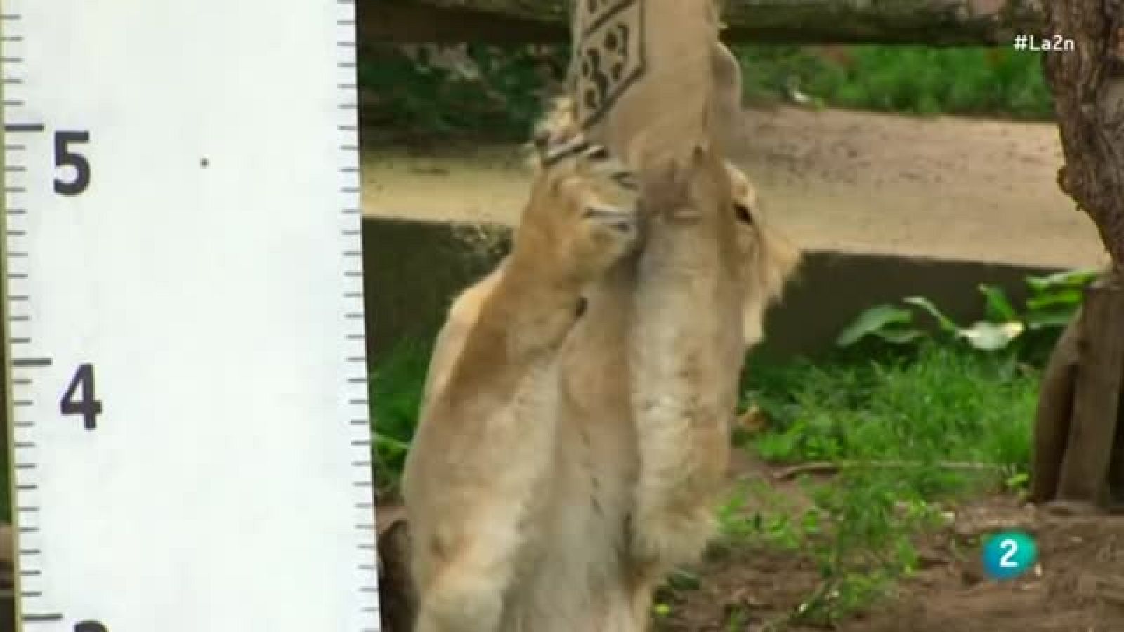 La 2 Noticias - Los inventos del Zoo de Londres