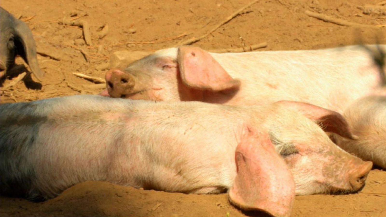Los cerdos más felices