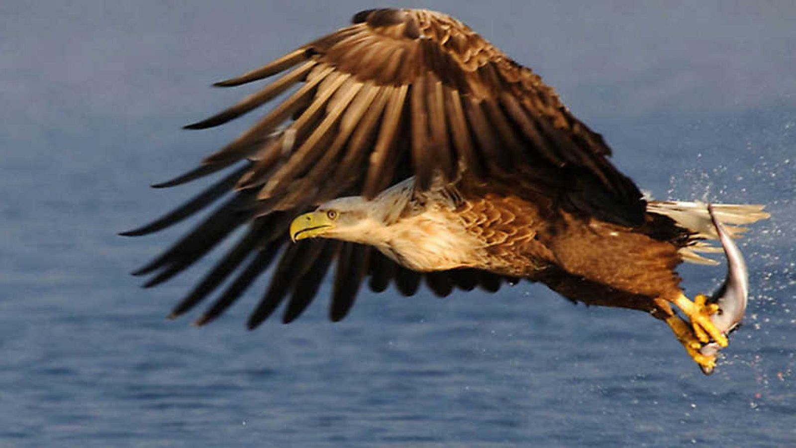 Grandes documentales - El rey de los mares. El águila marina - ver ahora