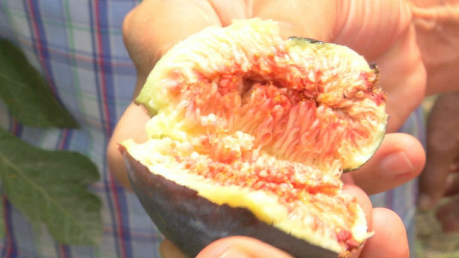 Entre higos y granadas