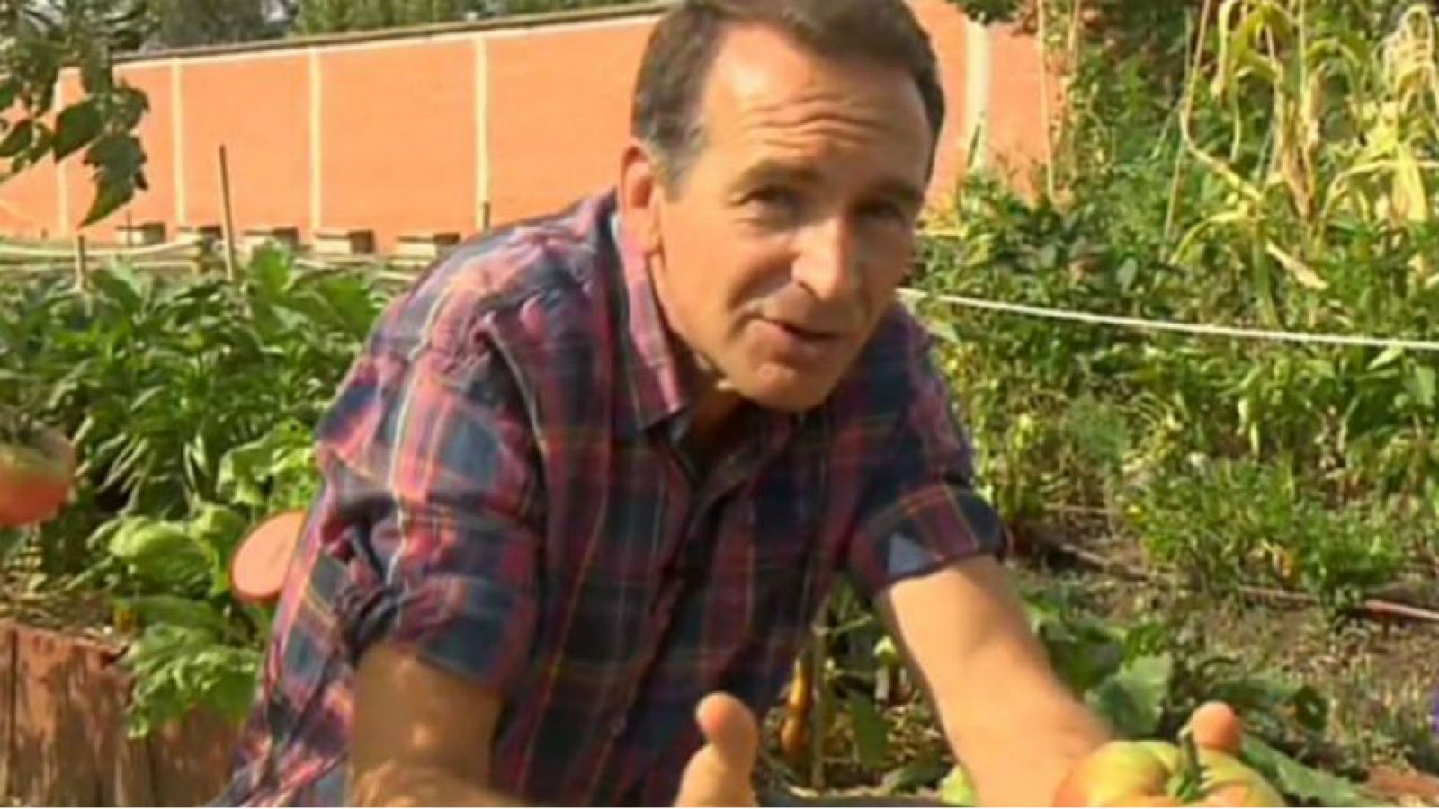 Tomates bonitos ¡y feos!