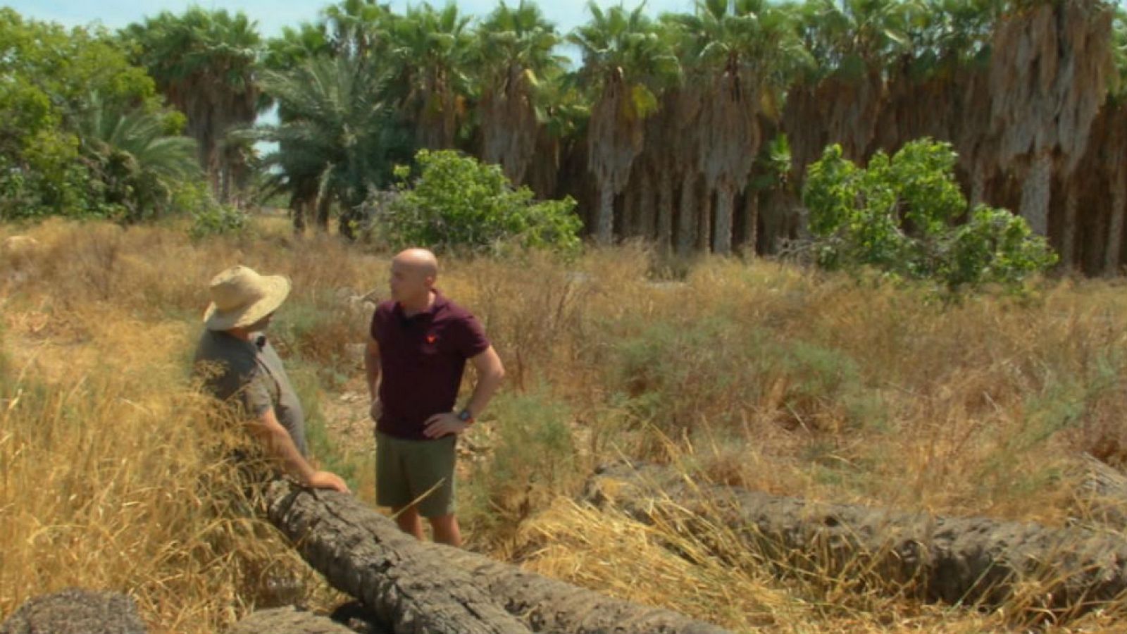 El potencial de una palmera