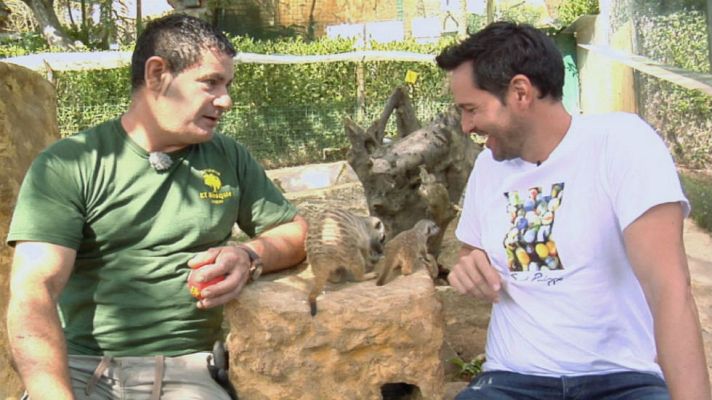 Aquí la Tierra - Lo que no sabías de los suricatos