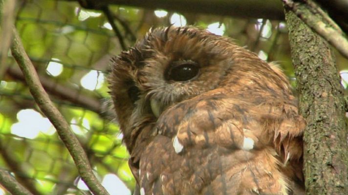 Aquí la Tierra - El cárabo, animal nocturno