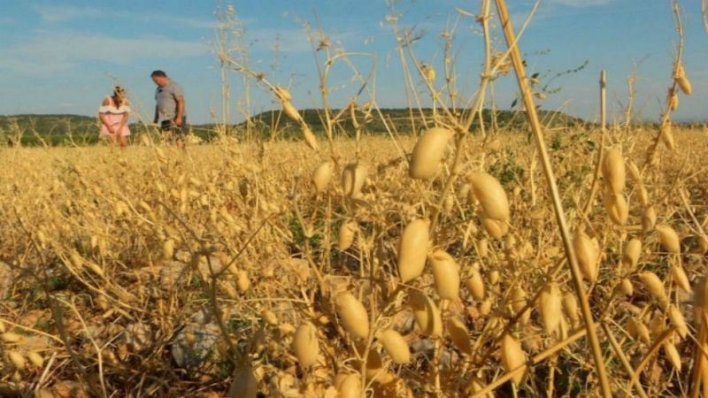 Aquí la tierra - Huesca, tierra de garbanzos