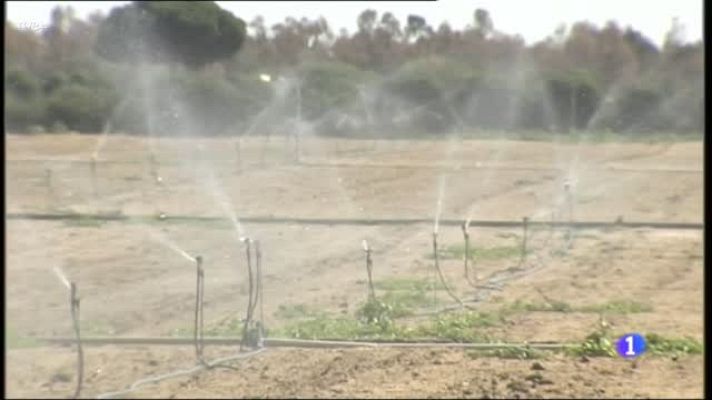  - Los freseros de Huelva preparan los cultivos para la próxima campaña