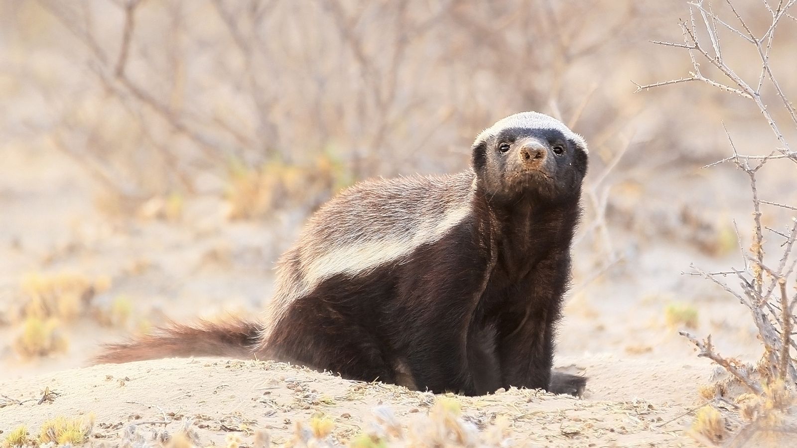 Grandes documentales - Los tejones de la miel. Maestros del caos - ver ahora