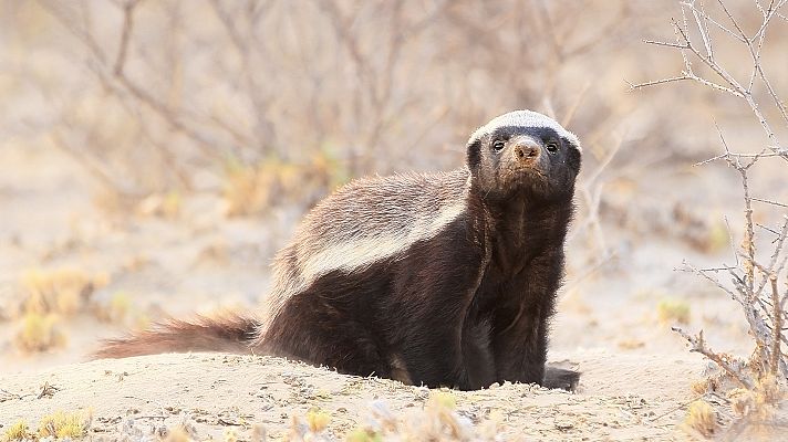 Grandes documentales - Los tejones de la miel. Maestros del caos