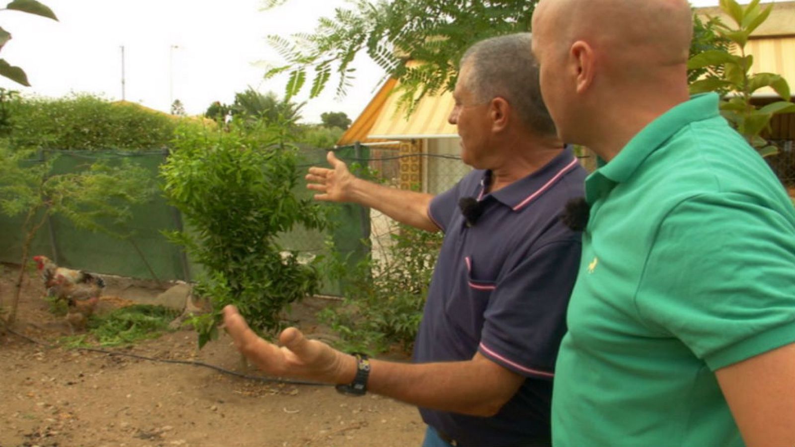 Gallinas con DNI valenciano