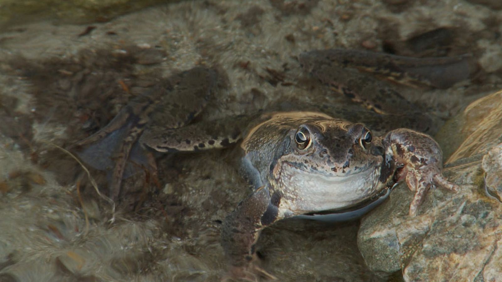 Grandes documentales - El mundo subacuático de Alemania: de los Alpes al Rhin - ver ahora