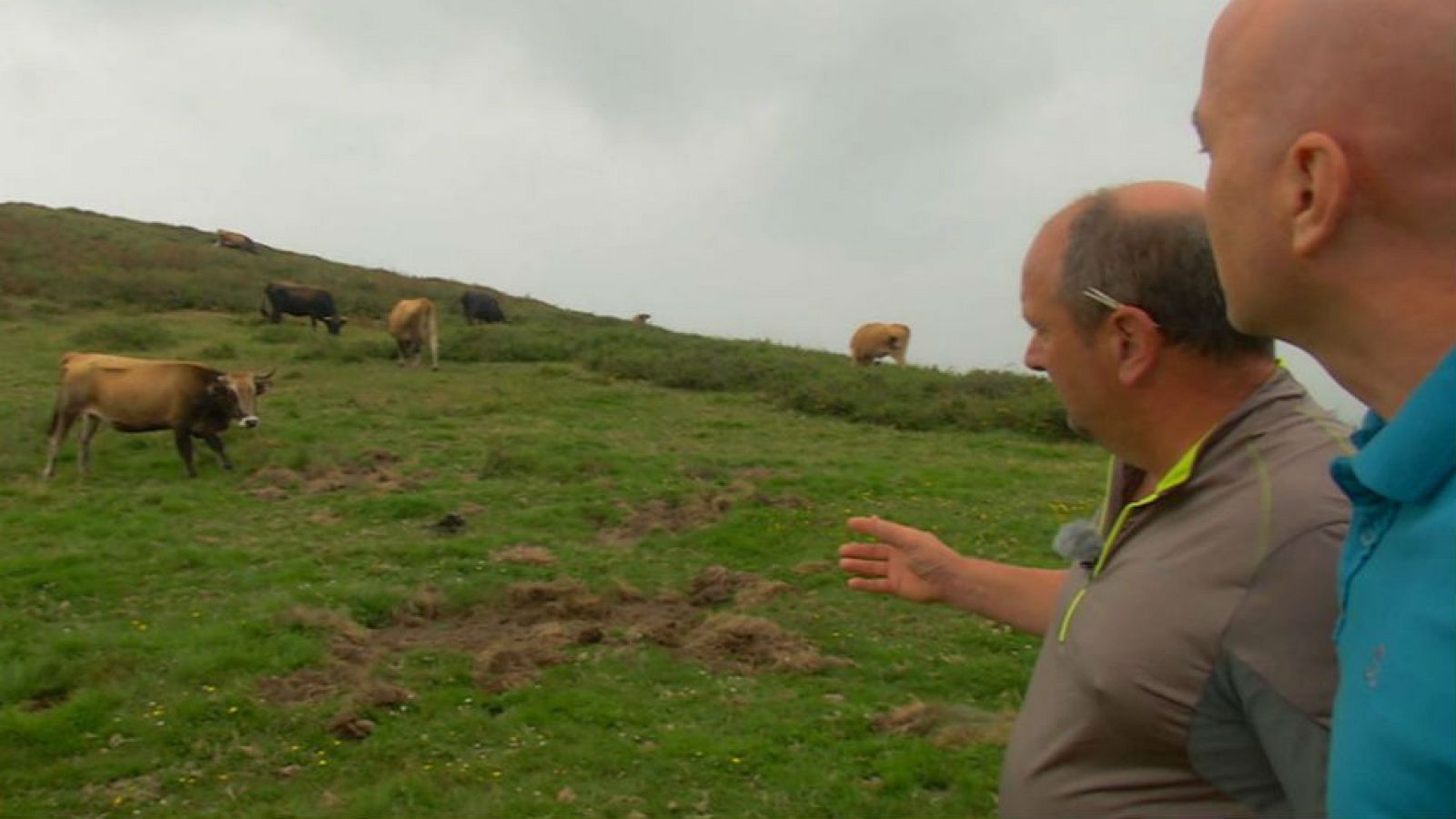Las curiosas vacas monchinas