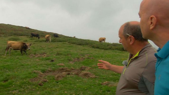 Aquí la Tierra - Las curiosas vacas monchinas