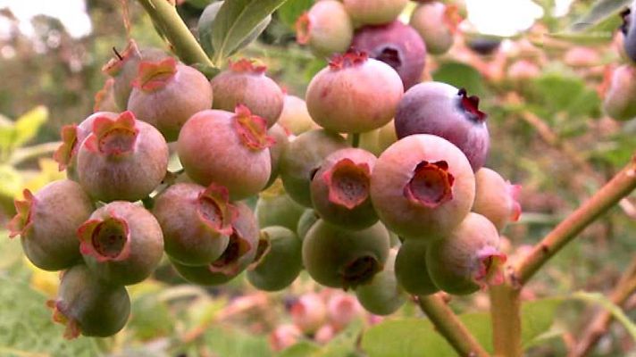 Aquí la Tierra - Aquí la Tierra - 10/09/17