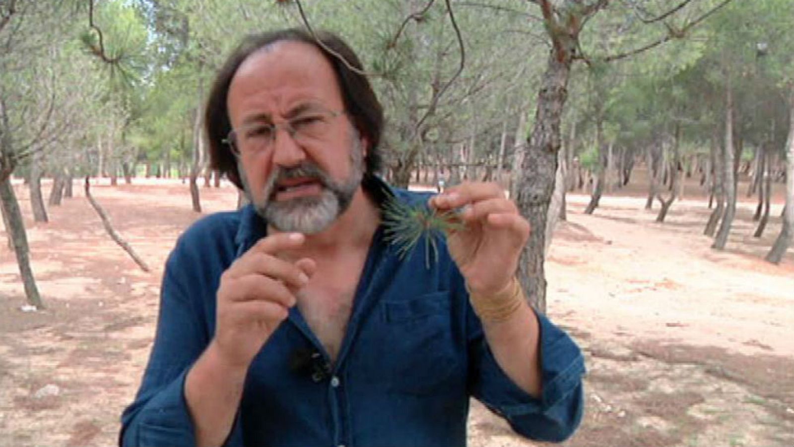 Luismi y los pinares