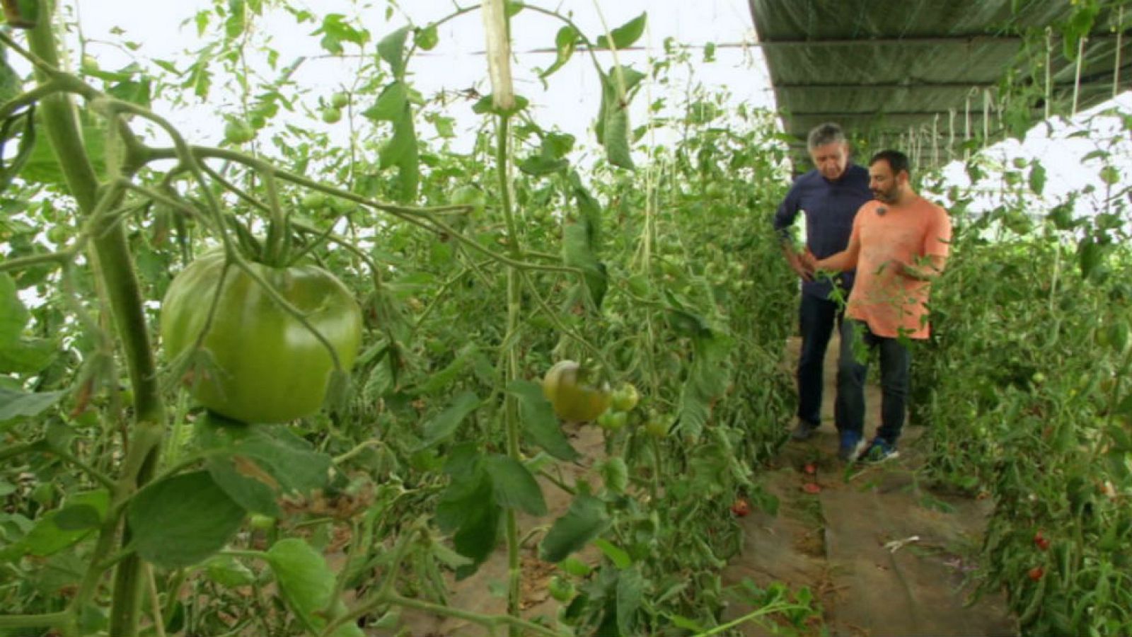 Tomate con acento gallego